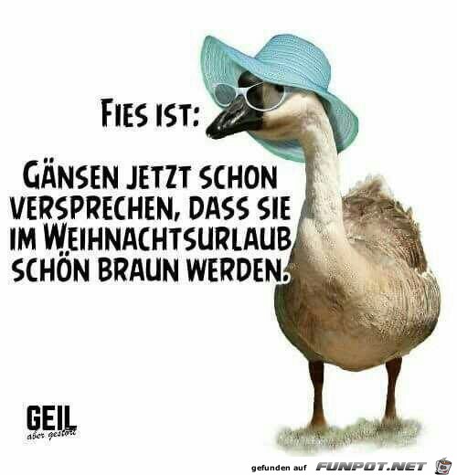 Fie ist : Gnsen..........