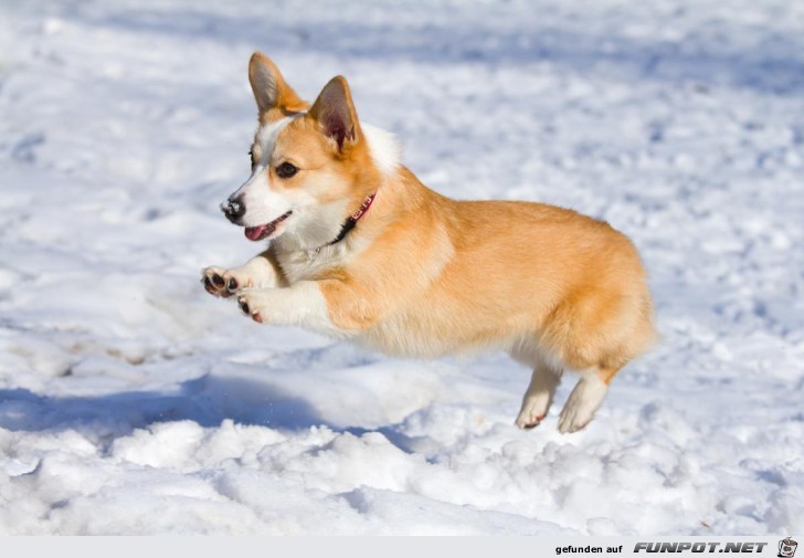 Hund im Schnee