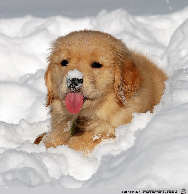 Hundebaby im Schnee