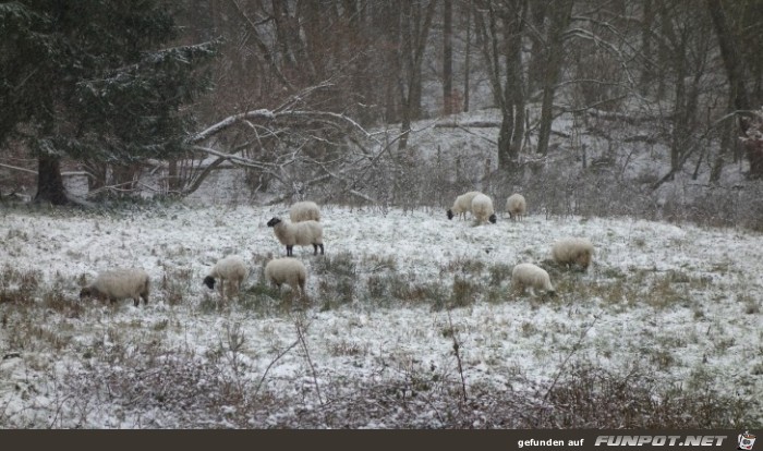 Schafe im schnee