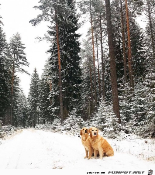 zwei Hunde im Schnee