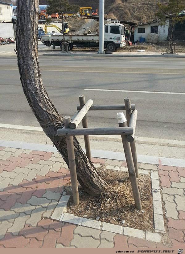 der Baum will nicht der Baum will nicht
