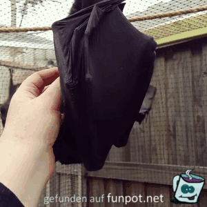 Flughund Flughund