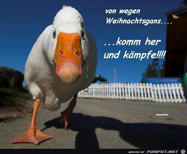 Komm her und kmpfe