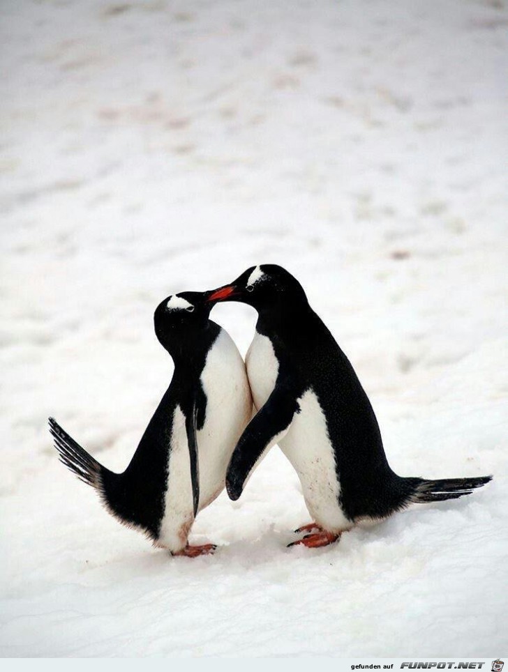 Pinguine