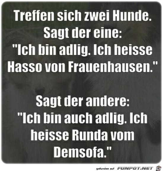 Treffen sich zwei Hunde. Treffen sich zwei Hunde.