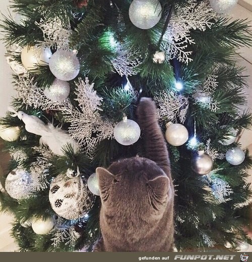 Katze am geschmckten Baum