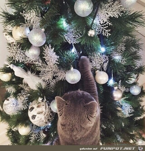 Katze am geschmückten Baum Katze am geschmückten Baum