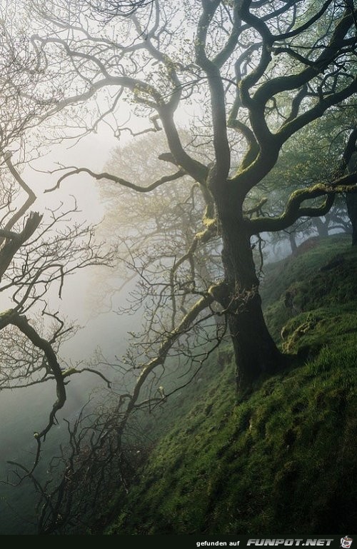 Baum im Steilhang