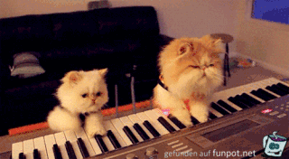 Klavier-Katzen