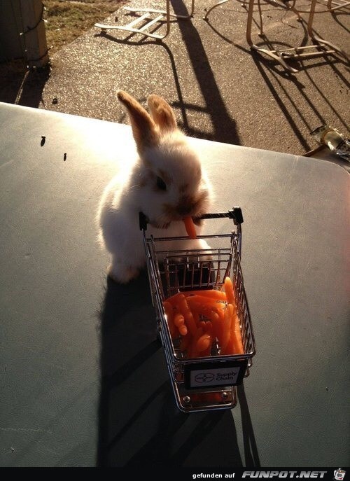 Hase mit Einkauf Hase mit Einkauf