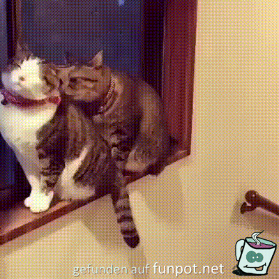 Katzen Katzen