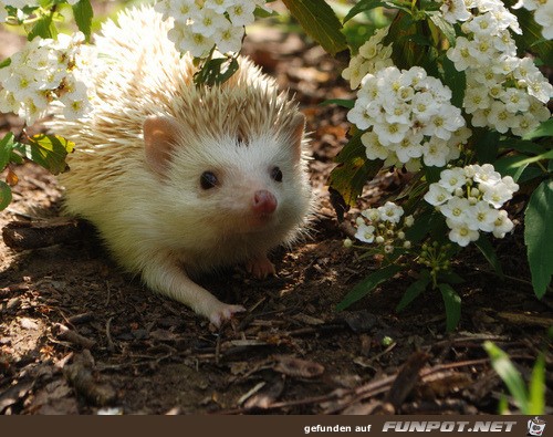 Igel im Blumenbeet Igel im Blumenbeet