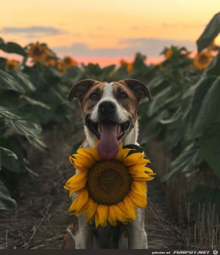 Hund mit Sonnenblume
