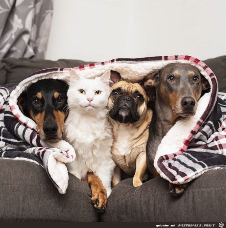 Die Katze ist der Chef Die Katze ist der Chef