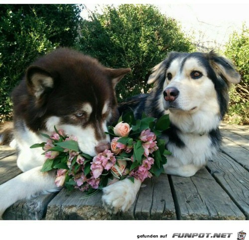 Heiraten wir? Heiraten wir?