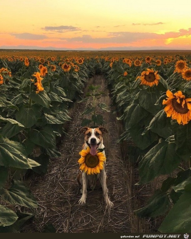 Hund im Sonnenblumenfeld