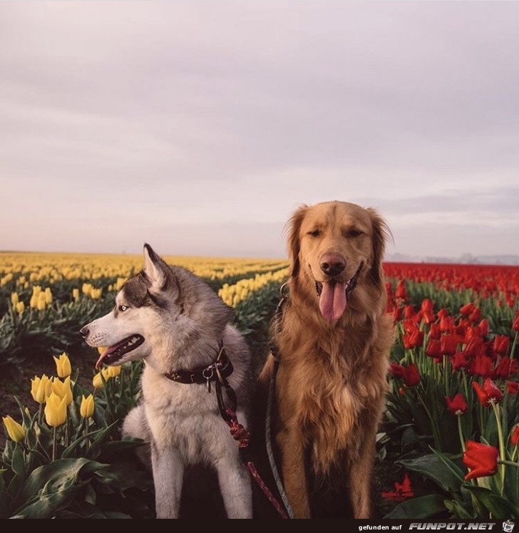 Hunde Hunde