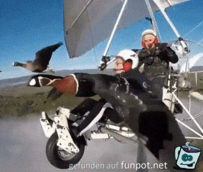 Flugbegleiter Flugbegleiter