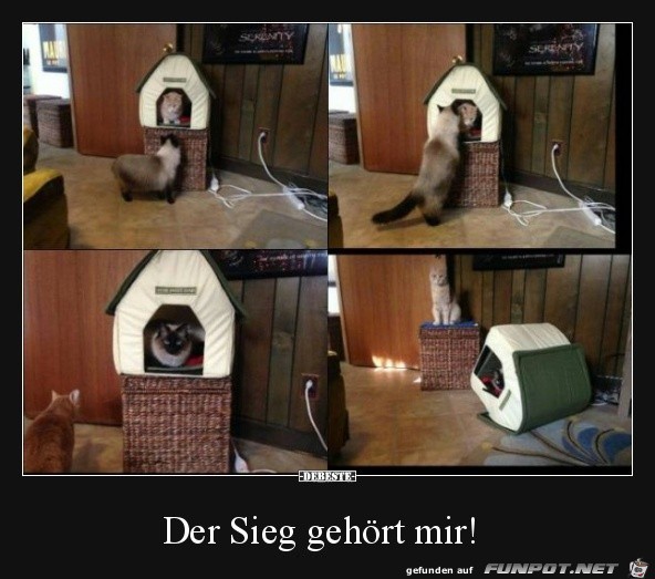 Katzen unter sich