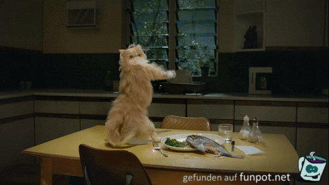Katzen-Tanz Katzen-Tanz