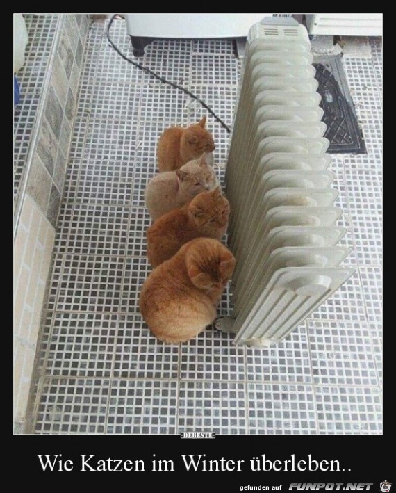 Katzen im Winter Katzen im Winter