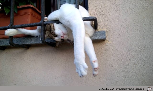 Yoga für Katzen Yoga für Katzen