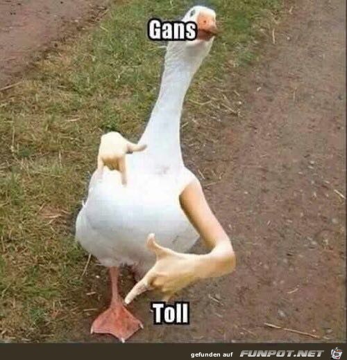 Gans toll Gans toll