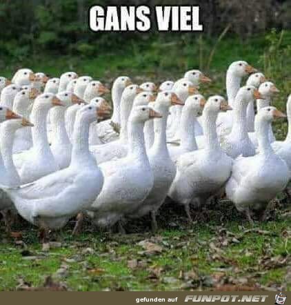 Gans viel Gans viel
