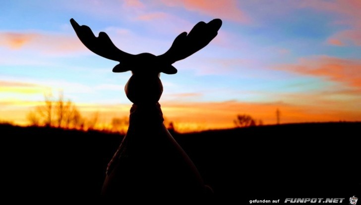 Rentier im Abendrot Rentier im Abendrot