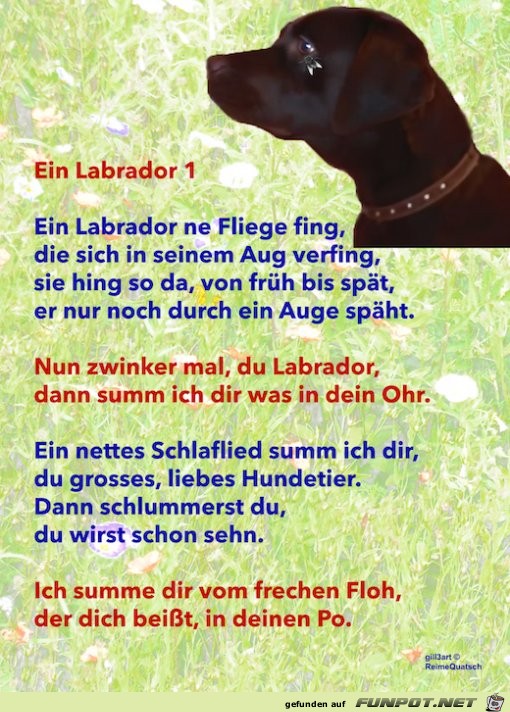 Der Labrador 1 Der Labrador 1