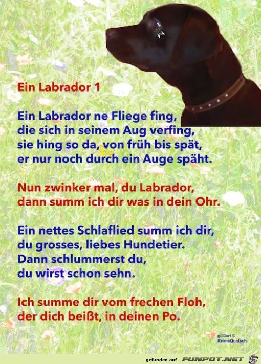 Der Labrador 1