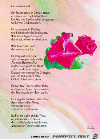 Der Rosenstock Der Rosenstock