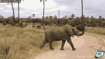 Jumbos in Eile Jumbos in Eile