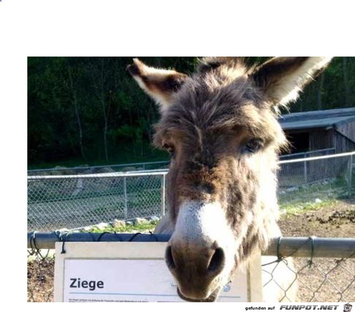 ZIEGE ZIEGE