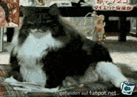 das kratzt mich nicht das kratzt mich nicht