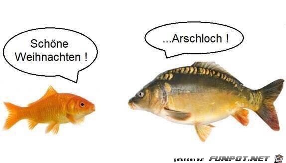 Weihnachtskarpfen Weihnachtskarpfen
