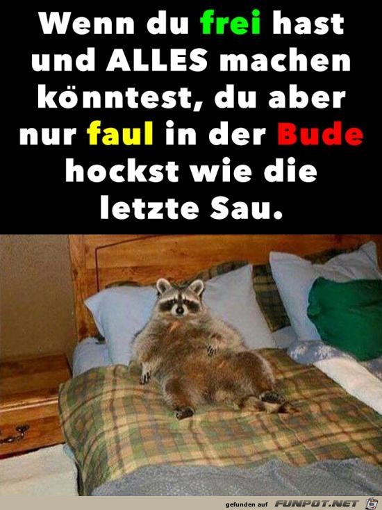 Faule Sau Faule Sau