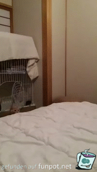 Katzen-Akrobatik Katzen-Akrobatik