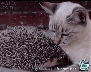 Stacheliger Freund Stacheliger Freund