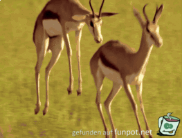 Und ich spring Und ich spring