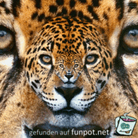 Endloser Tiger Endloser Tiger