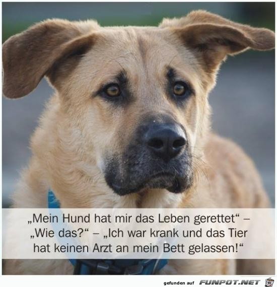 Mein Hund