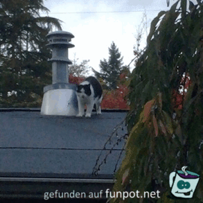 Katze auf dem Dach Katze auf dem Dach