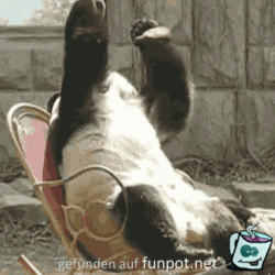 Panda,Panda Panda,Panda