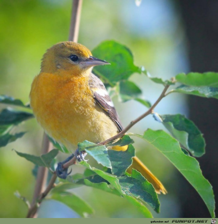 Vogel Aruba