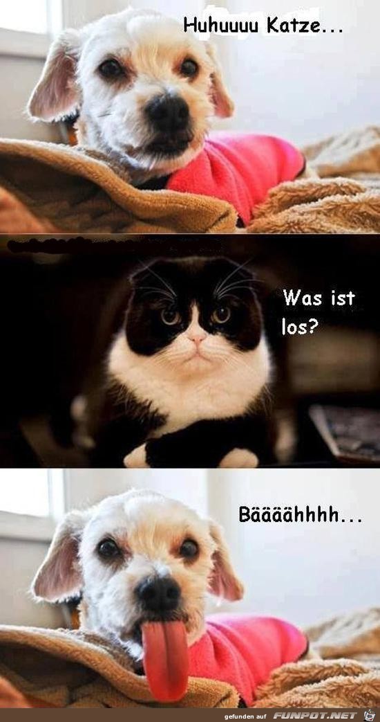 Huhu Katze Huhu Katze