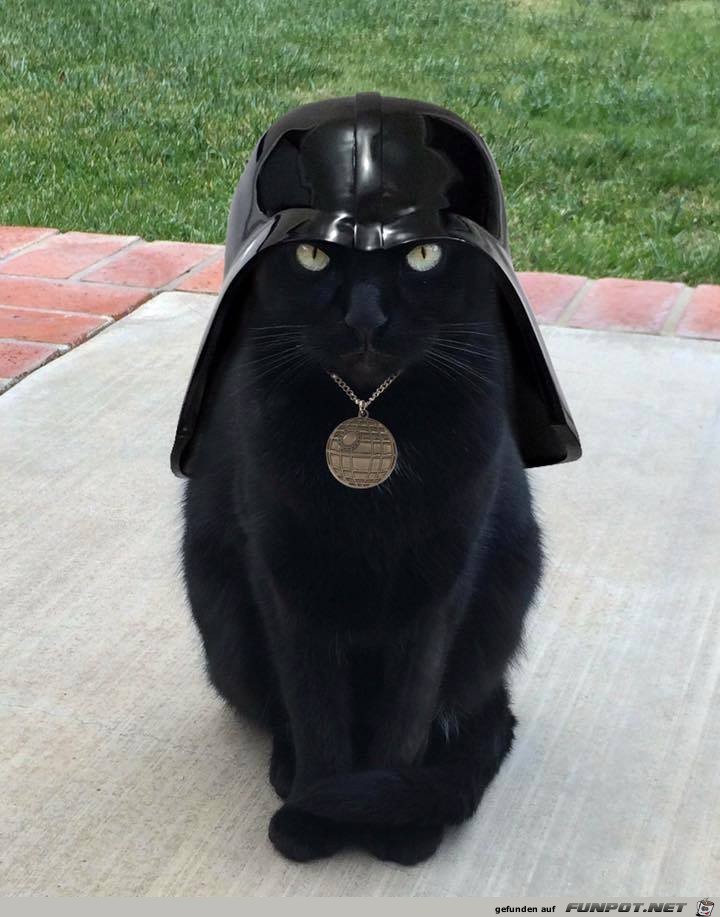 Darth Vader Cat