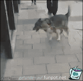 kräftiger Hund kräftiger Hund