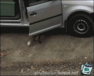 diebischer Fuchs diebischer Fuchs